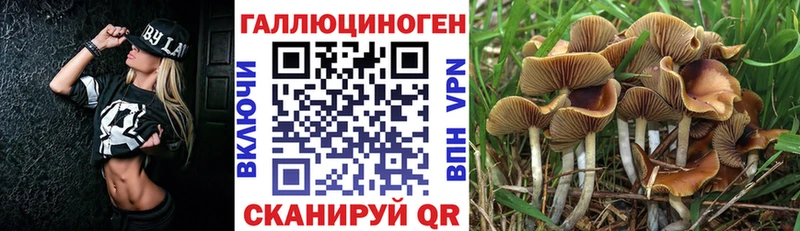 Псилоцибиновые грибы Cubensis Рошаль